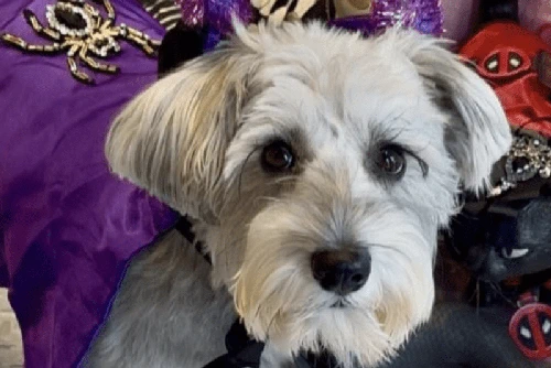 First King’s Road Halloween dog parade gets ready to run