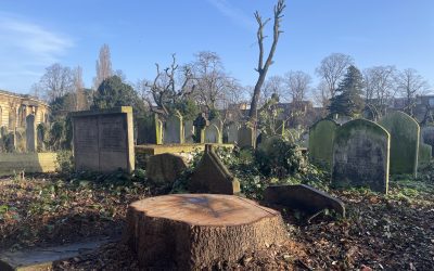 EXCLUSIVE: Deadwood – mourning the demise of 41 holm oak trees in Brompton Cemetery from lethal bark insect