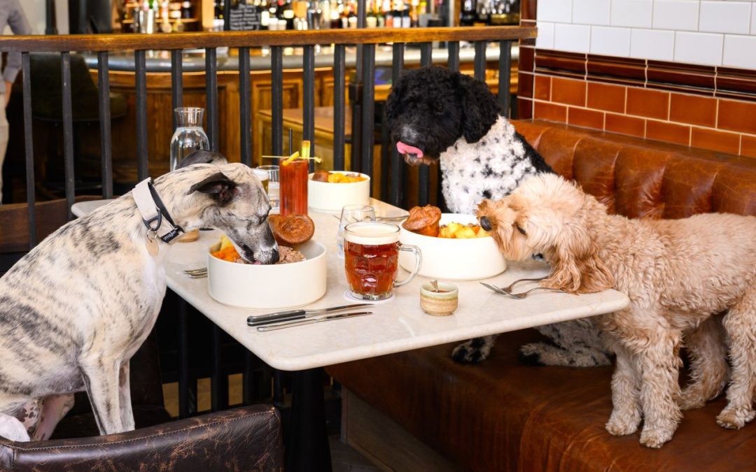 A roast worth barking about – dogs eat for free in Chelsea