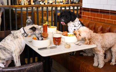 A roast worth barking about – dogs eat for free in Chelsea