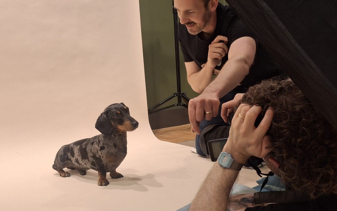Who let the dogs out? Chelsea goes walkies to celebrate its four-legged friends