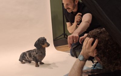 Who let the dogs out? Chelsea goes walkies to celebrate its four-legged friends