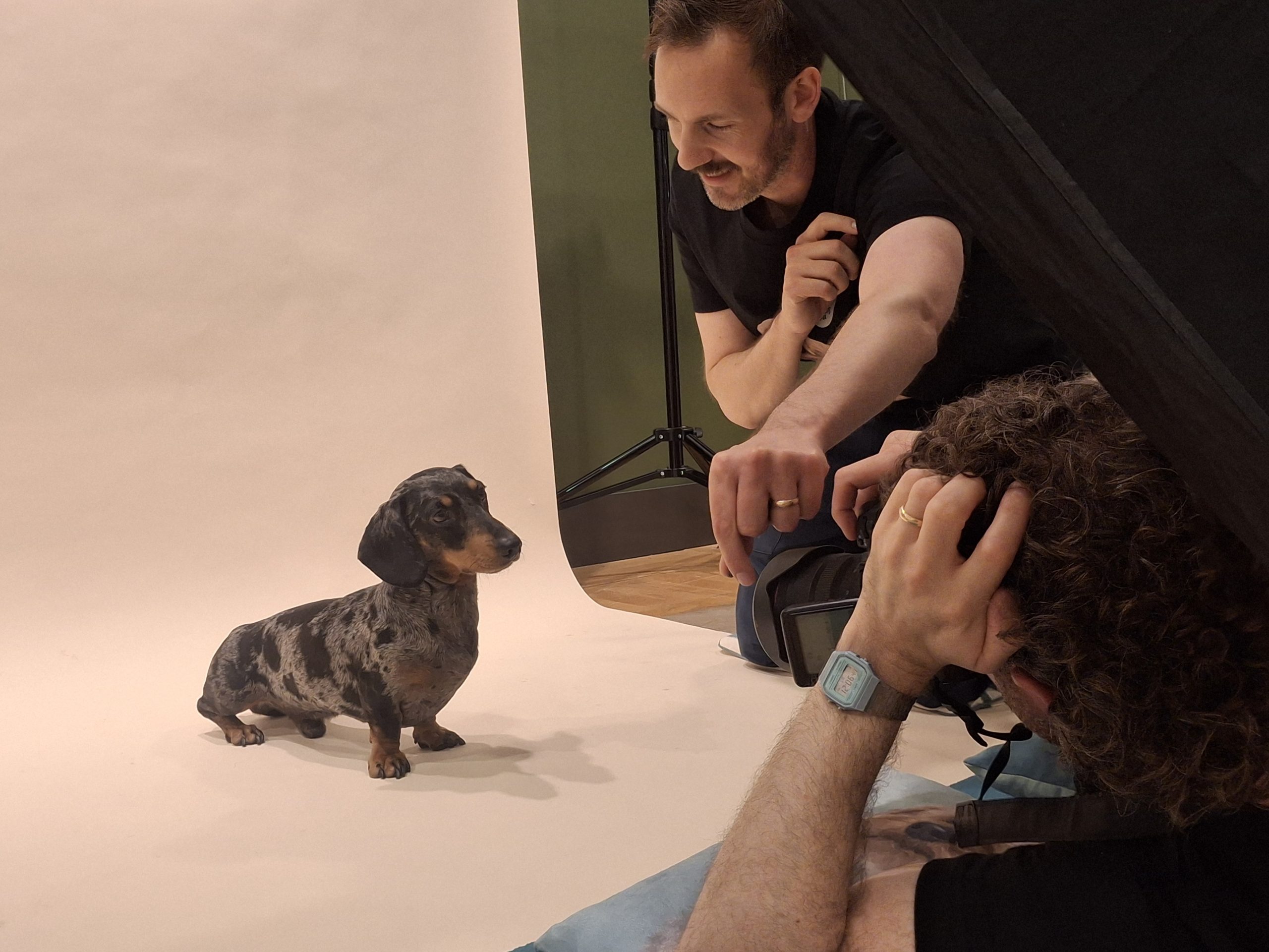 Who let the dogs out? Chelsea goes walkies to celebrate its four-legged friends
